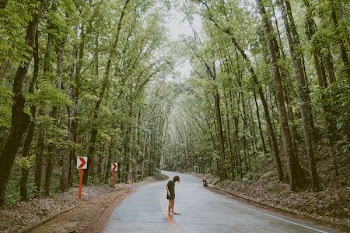 person standing in the street with trees beside it