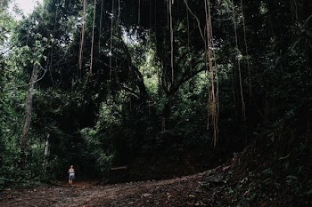 person standing into woods