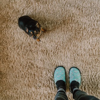 Person Standing Near Black Dog on Rug