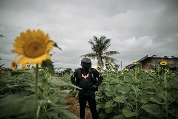 Person Standing On Sunflower Field