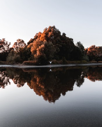 Person Standing On The Banks Of A Lake Lined With Lush Vegetation