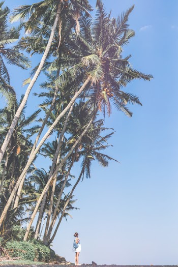 Person Standing Under Coconut Trees
