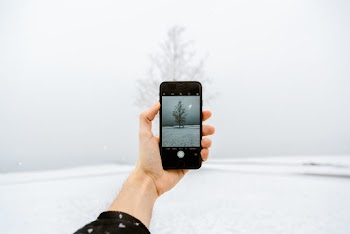 Person Taking a Photo of Tree