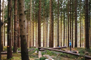 person taking down trees