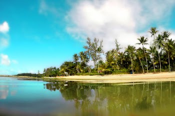 Person Taking Photo of Green Leafed Tree Lot With Sand Bar