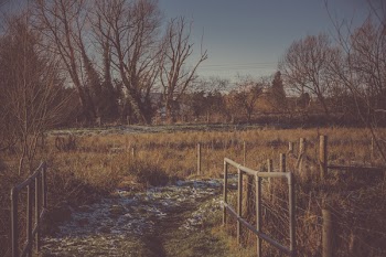 Person Taking Photo of Pathway With Grass Field in Sepia Photography