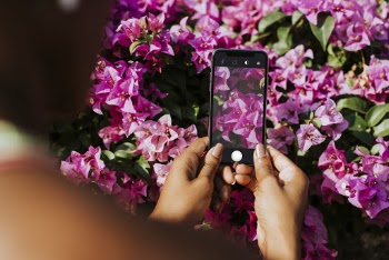 Person Taking Photo of Pink Bougainvillea
