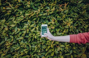 person taking photo of shrub