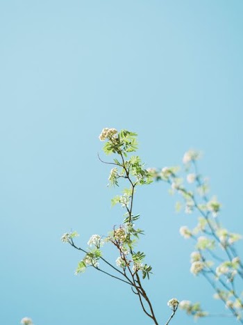 person taking photo of white flowers