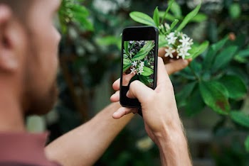 Person Taking Photo of White Petaled Flowers