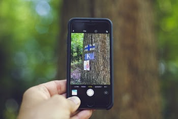 Person Taking Picture of Tree Trunk