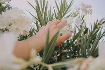 Person Touching a Flower 