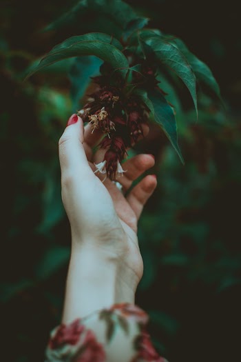 Person Touching A Flower Of A Tree