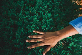Person Touching A Plant