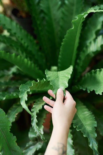 Person Touching A Plant