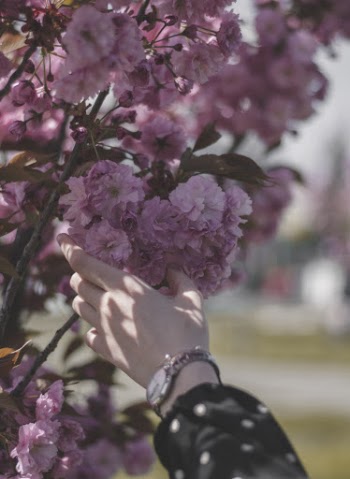 Person Touching Blooming Pink Cherry Blossom