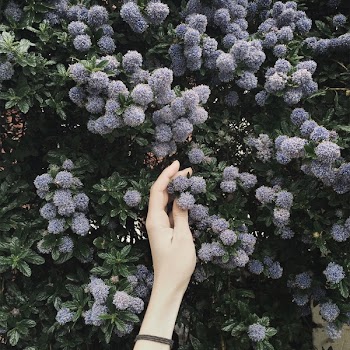 Person Touching Blue Flower