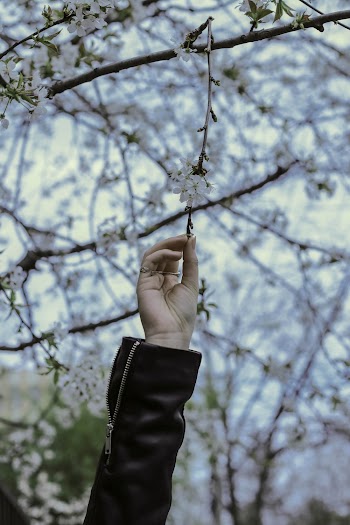 Person Touching Flowers On Tree