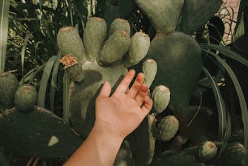Person Touching Green Cacti