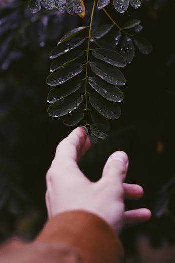 person touching green leaf plant with water dew