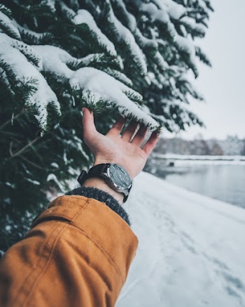 Person Touching Leaf With Snow