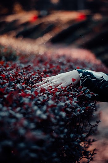 Person Touching Plant
