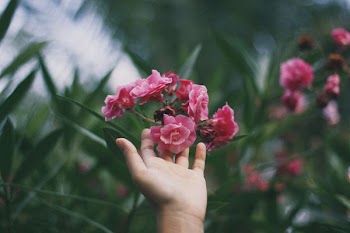 person touching red and pink petaled flowers