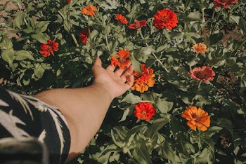 Person Touching Red Petaled Flowers