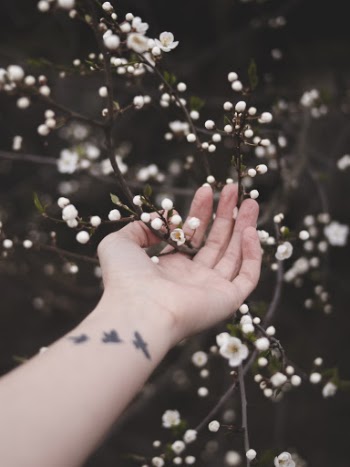 Person Touching White Flowers
