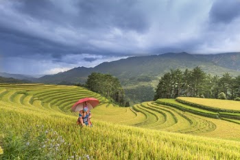 Person Using Red Umbrella Standing On Rice Terraces