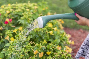 Person using Watering Can