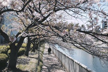 Person Walking Between the River and Trees