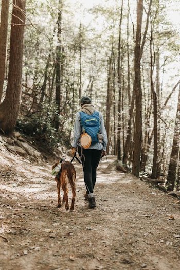 person walking in forest
