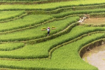 Person Walking In Green Grass Terraces