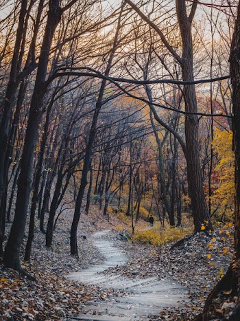 Person Walking In The Middle Of Bare Trees