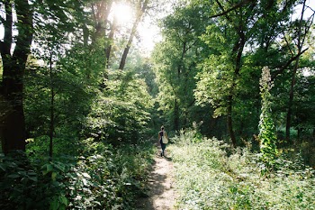 Person Walking Inside Forest