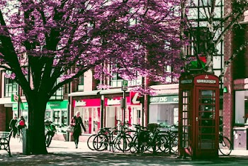 Person Walking Near Tree