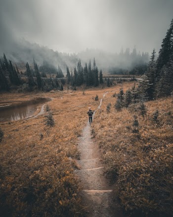 Person Walking on Dirt Road Between Trees