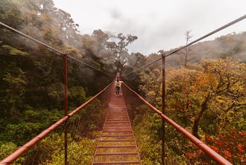 Person Walking on Hanging Bridge