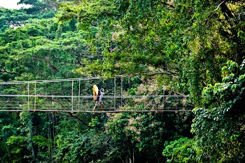 Person Walking on Hanging Bridges Near Trees