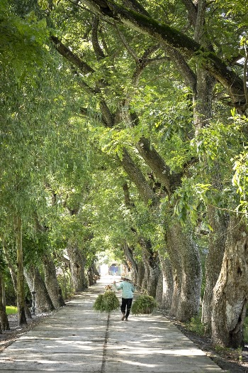 Person Walking on Pathway Between Trees