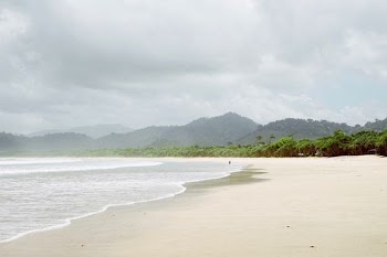 person walking on seashore near tree under cloudy sky at daytime