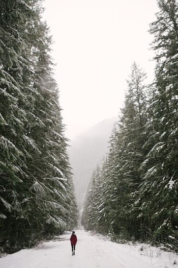 person walking on snowy road between green pine trees