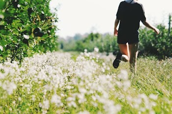person walking on white flower field