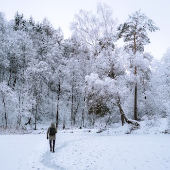 Person Walking Towards Trees Covered By Snow