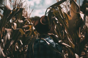 person wearing brown trilby hat on corn field