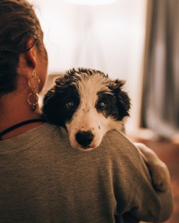Person Wearing Gray Shirt Carrying White and Black Dog