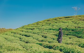 Person Wearing Hoodie Standing On Green Plant Field