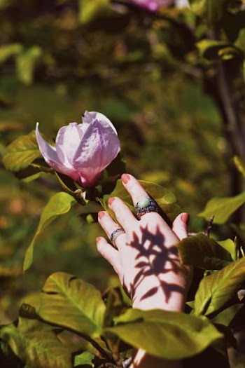 person wearing silver-colored ring holding purple magnolia flower during daytime