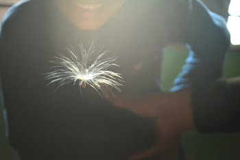 Person Wearing Sweater Facing White Dandelion